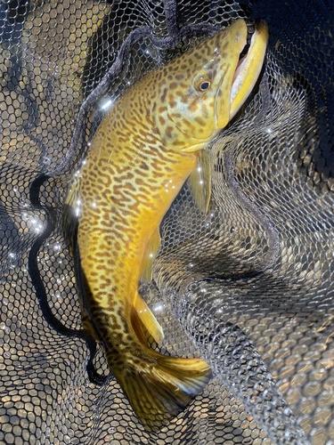 Tiger Trout
