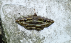 Spirama helicina
