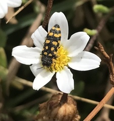 Acmaeodera quadrifasciata
