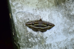 Spirama helicina