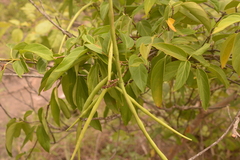 Urceola polymorpha