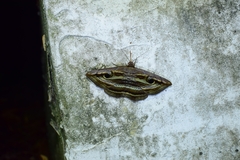 Spirama helicina