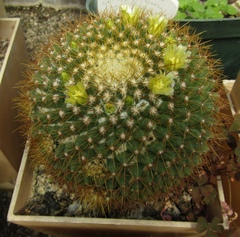 Mammillaria nivosa