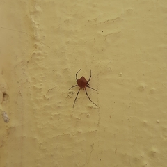 Zosis geniculata