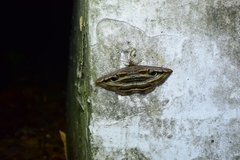 Spirama helicina