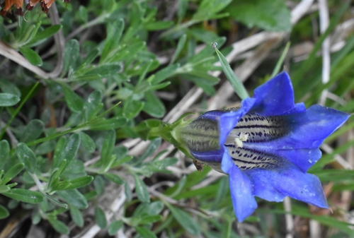 Gentiana clusii (Gentiana clusii)