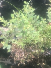 Drosera intermedia