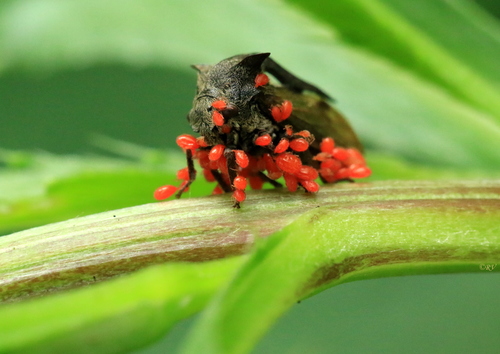 Paprastoji Kuprotoji Cikada nuotrauka