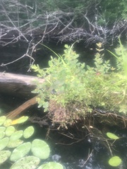 Drosera intermedia