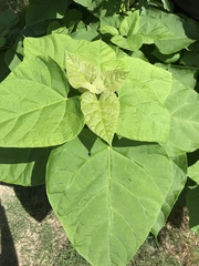 Catalpa speciosa