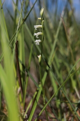Spiranthes aestivalis