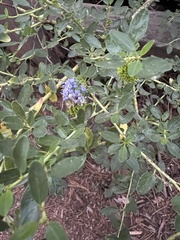 Ceanothus parvifolius