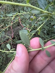 Ceanothus parvifolius