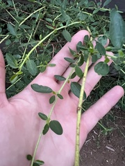Ceanothus parvifolius