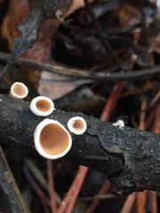 Schizophyllum amplum