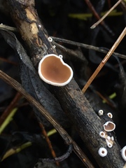 Schizophyllum amplum