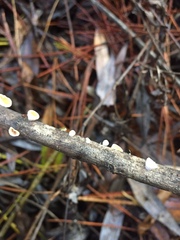Schizophyllum amplum