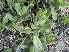 Gypsophila perfoliata