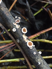 Schizophyllum amplum