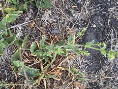 Gypsophila perfoliata