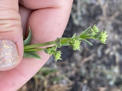 Gypsophila perfoliata