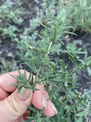 Bassia scoparia