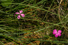 Dianthus mooiensis