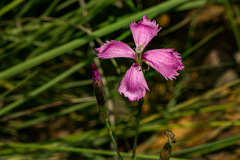 Dianthus mooiensis