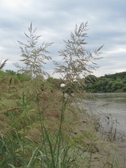 Calamagrostis pseudophragmites