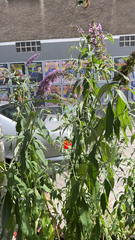 Buddleja davidii