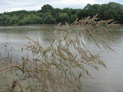Calamagrostis pseudophragmites