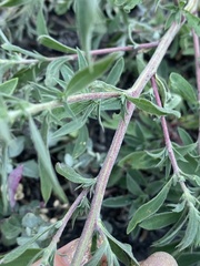 Bassia scoparia