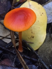 Cyptotrama hygrocyboides