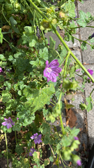 Malva sylvestris