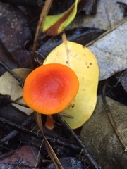 Cyptotrama hygrocyboides