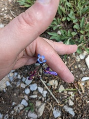 Penstemon inflatus