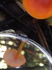 Cyptotrama hygrocyboides