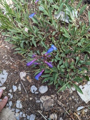 Penstemon inflatus