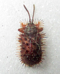 Dicladispa comata
