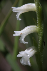Spiranthes aestivalis