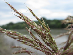 Calamagrostis pseudophragmites