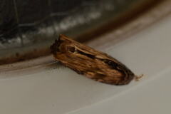 Hupodonta corticalis