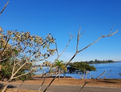 Handroanthus coronatus