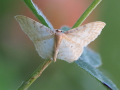 Idaea humiliata