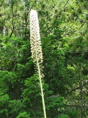 Eremurus robustus
