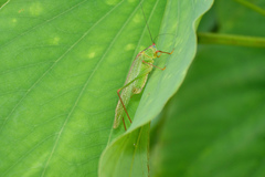 Phaneroptera nigroantennata