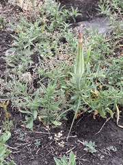 Tragopogon dubius