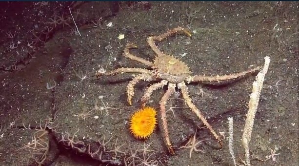 golden king crab