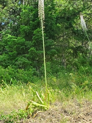 Eremurus robustus