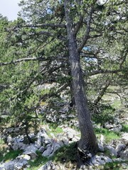 Pinus heldreichii